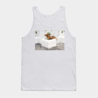 Water dog Tank Top